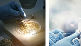 Scientist examining wheat grains in petri dishes